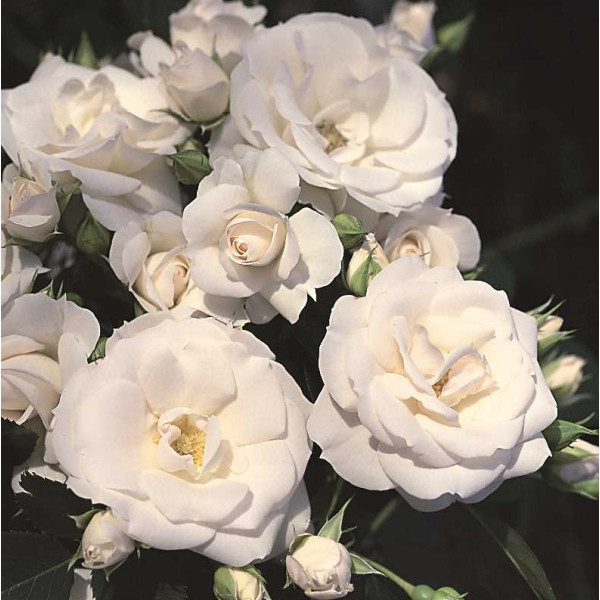 ASPIRIN® ROSE ASPIRIN® ROSE
